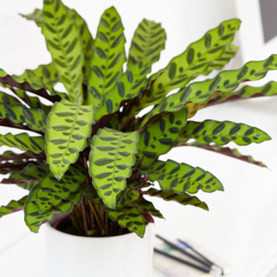 B&Q -  Calathea InsignisExquisite FoliageIndoor Houseplant (14Cm40-50Cm)