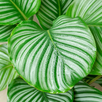 B&Q -  Calathea MedallionVibrant FoliageIndoor Houseplant (12Cm30-40Cm)