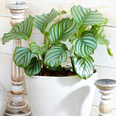 B&Q -  Calathea MedallionVibrant FoliageIndoor Houseplant (12Cm30-40Cm)