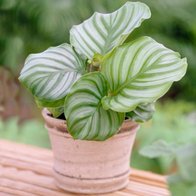 B&Q -  Calathea MedallionVibrant FoliageIndoor Houseplant (12Cm30-40Cm)