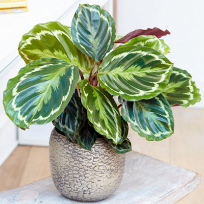Gardeners Dream Calathea MedallionVibrant FoliageIndoor Houseplant (12Cm30-40Cm) from B&Q