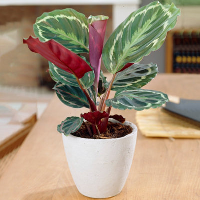 Gardeners Dream Calathea MedallionVibrant FoliageIndoor Houseplant (12Cm30-40Cm) from B&Q