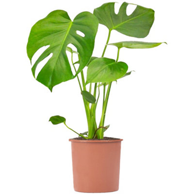Gardeners Dream Monstera DeliciosaTrendy And Lush Indoor Plant For Interior Spaces (50-60Cm Height Including Pot) from B&Q