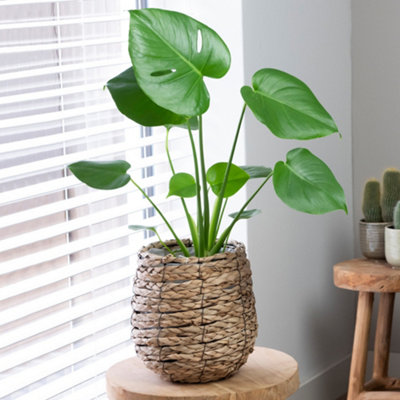 Gardeners Dream Monstera DeliciosaTropical Foliage Icon For Indoor Gardens (14Cm40-50Cm) from B&Q