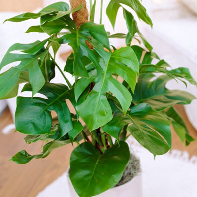 Gardeners Dream Monstera DeliciosaTropical Foliage Icon For Indoor Gardens (14Cm40-50Cm) from B&Q
