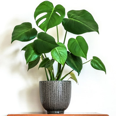 Gardeners Dream Monstera DeliciosaTropical Foliage Icon For Indoor Gardens (14Cm40-50Cm) from B&Q
