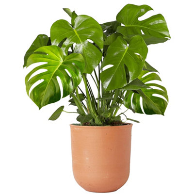 Gardeners Dream Monstera DeliciosaTropical Foliage Icon For Indoor Gardens (14Cm40-50Cm) from B&Q