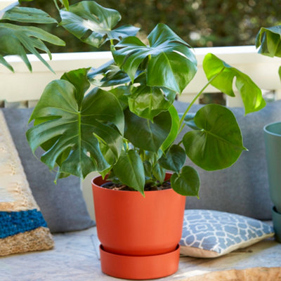 Gardeners Dream Monstera DeliciosaTropical Foliage Icon For Indoor Gardens (14Cm40-50Cm) from B&Q