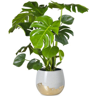 Gardeners Dream Monstera DeliciosaTropical Foliage Icon For Indoor Gardens (14Cm40-50Cm) from B&Q