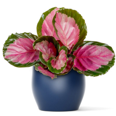 Gardeners Dream Calathea Roseopicta RosyExotic FoliageIndoor Houseplant (12Cm30-40Cm) from B&Q