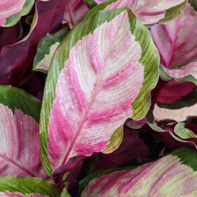 Gardeners Dream Calathea Roseopicta RosyExotic FoliageIndoor Houseplant (12Cm30-40Cm) from B&Q