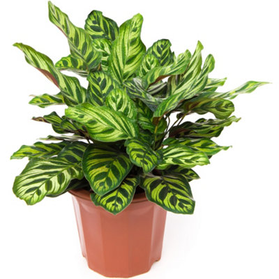 Gardeners Dream Calathea MakoyanaExotic FoliageIndoor Houseplant (12Cm30-40Cm) from B&Q