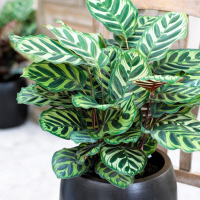 B&Q -  Calathea MakoyanaExotic FoliageIndoor Houseplant (12Cm30-40Cm)