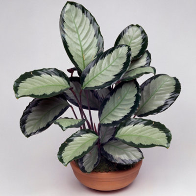 Gardeners Dream Calathea PicturataExotic FoliageIndoor Houseplant (12Cm30-40Cm) from B&Q