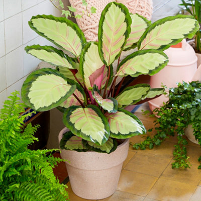 B&Q -  Calathea PicturataExotic FoliageIndoor Houseplant (12Cm30-40Cm)