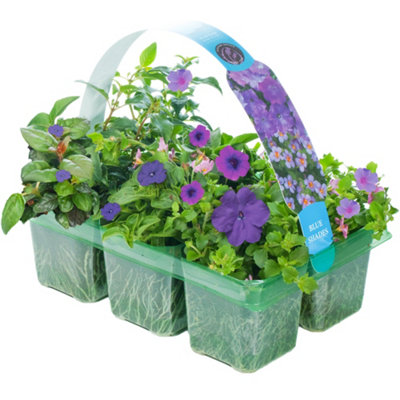 Gardeners Dream Blue Shades Basket Plants: Serene TranquilityVibrant Blue Blooms6 Pack Calm (Ideal For Baskets) from B&Q