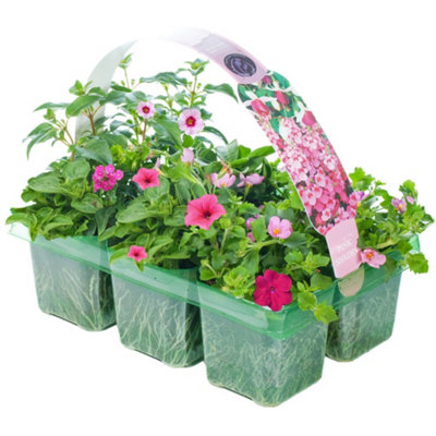 Gardeners Dream Pink Shades Basket Plants: Soft RomanceBeautiful Blooms6 Pack Elegance (Ideal For Baskets) from B&Q
