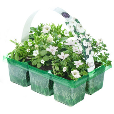 Gardeners Dream White Shades Basket Plants: Purity And EleganceStunning Blooms6 Pack Serenity (Ideal For Baskets) from B&Q