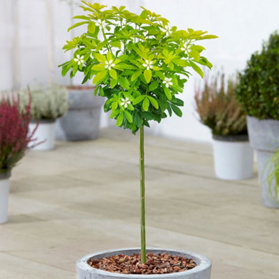 Gardeners Dream Choisya Sundance Patio TreeStunning VarietyIdeal For Uk GardensCompact Size (2-3Ft) from B&Q