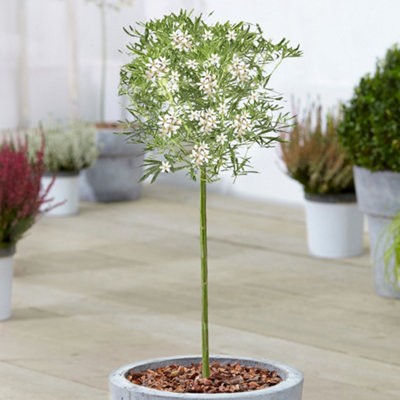 Gardeners Dream Choisya White Dazzler Patio TreeStunning VarietyIdeal For Uk GardensCompact Size (2-3Ft) from B&Q