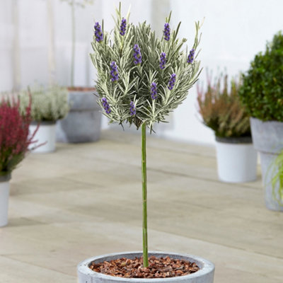 Gardeners Dream Lavender Munstead Patio TreeStunning VarietyIdeal For Uk GardensCompact Size (2-3Ft) from B&Q
