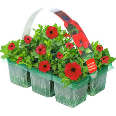 Gardeners Dream Petunia Surfinia Deep Red Basket Plants: Vibrant EleganceRich Blooms6 Pack Depth (Ideal For Baskets) from B&Q