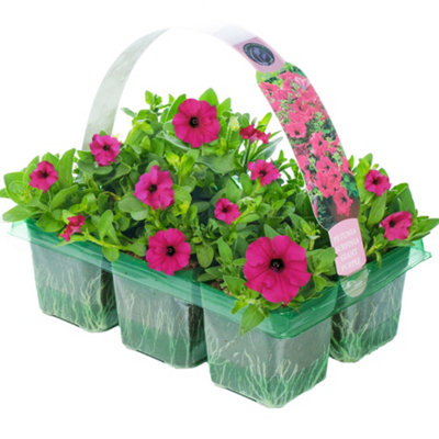 Gardeners Dream Petunia Surfinia Purple Basket Plants: Lush TapestryVibrant Blooms6 Pack Vibrancy (Ideal For Baskets) from B&Q