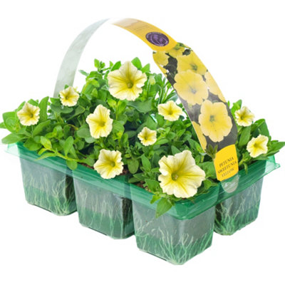 Gardeners Dream Petunia Surfinia Yellow Basket Plants: Luminous GlowVibrant Yellow Blooms6 Pack Cheerfulness (Ideal For Baskets) from B&Q