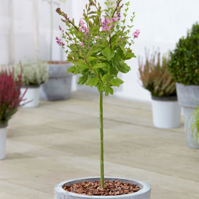 Gardeners Dream Syringa Minuet Patio TreeStunning VarietyIdeal For Uk GardensCompact Size (2-3Ft) from B&Q