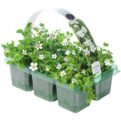Gardeners Dream Bacopa White Basket Plants: Serene White Blooms6 Pack Simplicity (Ideal For Baskets) from B&Q