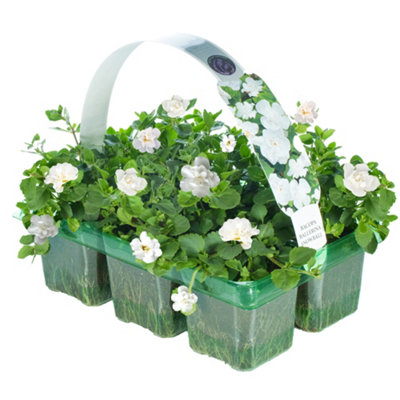 Gardeners Dream Bacopa Snowball Double-White Basket Plants: Pristine Blooms6 Pack Purity (Ideal For Baskets) from B&Q
