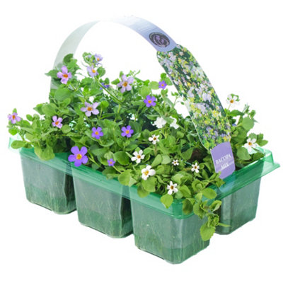 Gardeners Dream Bacopa Mixed Variety Basket Plants: Colorful Cascades6 Pack Diversity (Ideal For Baskets) from B&Q