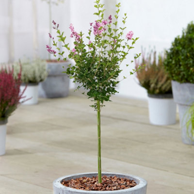 Gardeners Dream Syringa Palibin Patio TreeStunning VarietyIdeal For Uk GardensCompact Size (2-3Ft) from B&Q