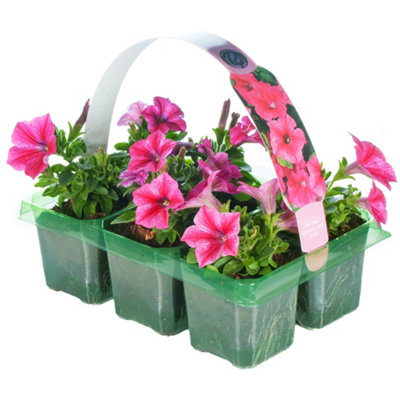Gardeners Dream Petunia Hot Pink Touch Basket Plants: Dazzling BloomsVivid Color6 Pack Vitality (Ideal For Baskets) from B&Q