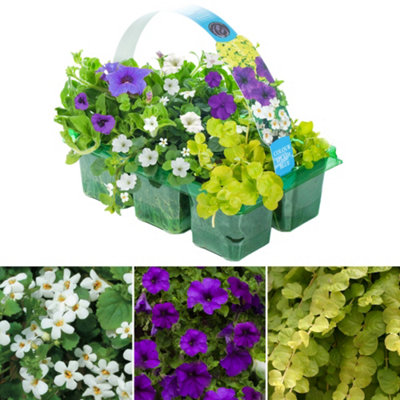 Gardeners Dream Colour Splash Blue Basket Plants: Oceanic HuesVibrant Freshness6 Pack Serenity (Ideal For Baskets) from B&Q