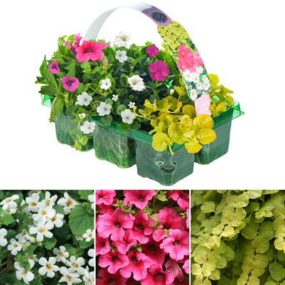 Gardeners Dream Colour Splash Pink Basket Plants: Vibrant CheerContinuous Color6 Pack Joy (Ideal For Baskets) from B&Q