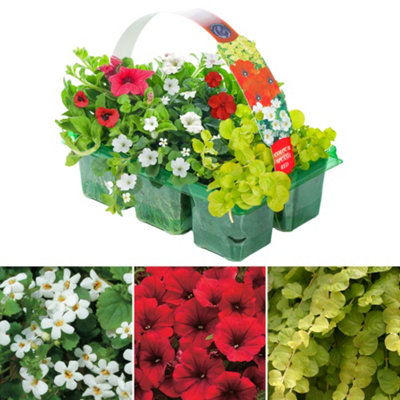 Gardeners Dream Colour Splash Red Basket Plants: Vibrant HuesContinuous Vividness6 Pack Energy (Ideal For Baskets) from B&Q