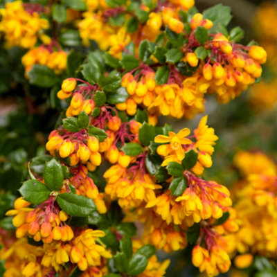 Gardeners Dream Berberis Nana Japanese Barberry Compact Hardy Evergreen Bushy Flowering Shrub9Cm Pot (20-30Cm) from B&Q
