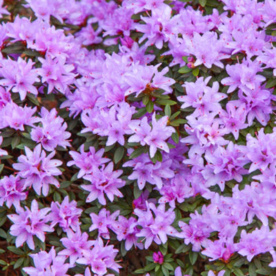Gardeners Dream Rhododendron Evergreen Garden PlantStunning Light Purple BloomsCompact Size (20-30Cm Height Including Pot) from B&Q