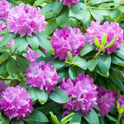 Gardeners Dream Rhododendron Roseum Elegans Evergreen Bushy Pink Flowering Garden Shrub In Pot9Cm Pot (20-30Cm) from B&Q