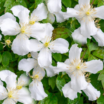 Gardeners Dream Clematis Montana Grandiflora Deciduous Scented Flowering Climbing Shrub9Cm Pot (20-30Cm Height Incl. Pot) from B&Q