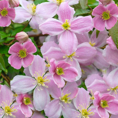 Gardeners Dream Clematis Montana Mayleen Deciduous Fragrant Pink Flowering Climbing Shrub9Cm Pot (20-30Cm Height Incl. Pot) from B&Q