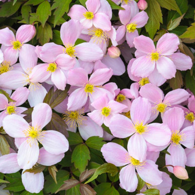Gardeners Dream Clematis RubensPink BloomsClimbing VineMorning Sun (20-30Cm Height Including Pot) from B&Q