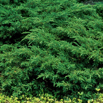 Gardeners Dream Juniperus RepandaSpreading Evergreen ShrubDark Green Foliage (15-30Cm Height Including Pot) from B&Q