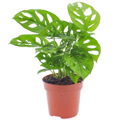 Gardeners Dream Monstera ObliquaRare And Exquisite Airy Foliage (12Cm20-30Cm) from B&Q