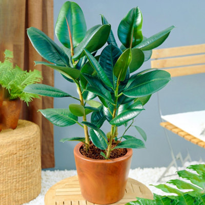 Gardeners Dream Ficus Robusta: Lustrous Leaf Indoor PlantEffortless Care (30-40Cm) from B&Q