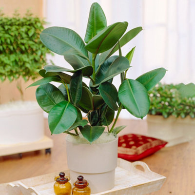 Gardeners Dream Ficus Robusta Indoor Plant: Vibrant Glossy LeavesEasy Maintenance (30-40Cm) from B&Q