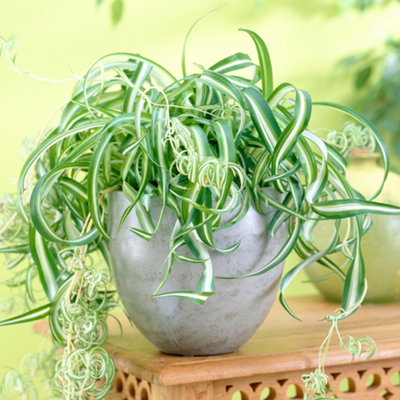 Gardeners Dream Chlorophytum 'bonnie': Curly LeavesAir-Purifying Indoor Plant (20-30Cm12Cm Pot) from B&Q