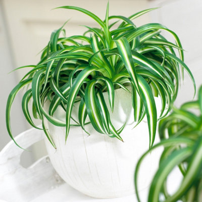 Gardeners Dream Chlorophytum 'bonnie': Curly LeavesAir-Purifying Indoor Plant (20-30Cm12Cm Pot) from B&Q