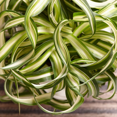 Gardeners Dream Chlorophytum 'bonnie': Curly LeavesAir-Purifying Indoor Plant (20-30Cm12Cm Pot) from B&Q